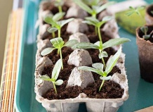 Выращивайте рассаду и экономьте деньги!