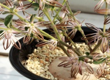 Многоликие суккуленты семейства Ластовневых. Род Брахистельма