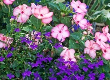 Лучшие пары однолетников