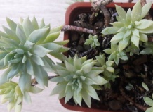 Коротколистные суккуленты рода Дудлея