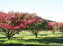 Многоствольные древесные растения для ландшафтного дизайна. Часть 2 Кустарники
