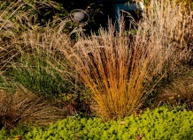 15 эффектных растений, украшающих сад осенью