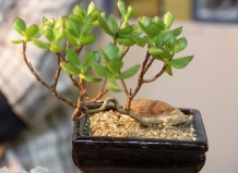 Древний род африканских суккулентов Котиледон 