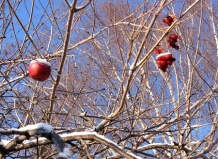 О зимних сроках обрезки древесных растений