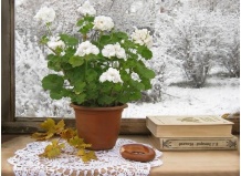 Комнатные растения, цветущие зимой 