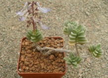 Редкие в коллекциях суккуленты. Род Колеус