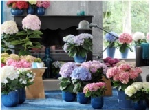 Чудесный микроклимат в доме с прекрасными гортензиями