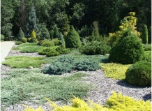 Удержать «в рамках», или как сдержать рост хвойных растений?