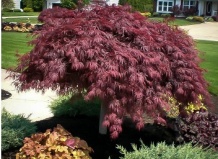 Как победить климат. Адресовано тем, кто предпочитает экзоты и эксперименты