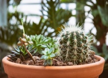 Суккуленты против кактусов: в чем разница?