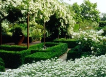 Этот нежный белый сад