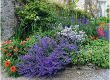 Топ 10 растений для травянистых бордюров