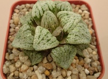 Гибриды суккулентов из рода Хавортия Часть 2