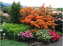 Расширяем ассортимент древесных растений для парков и садов. Часть 1. Хвойные деревья и кустарники