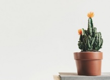 Тенелюбивые растения для квартиры