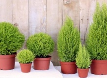 Что можно посадить В ДОМЕ в качестве новогодней ели