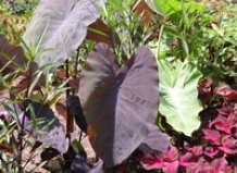 Когда высаживать летние луковицы?