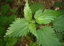 Есть крапива – будет и сила