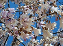 Что следует за цветением весной?