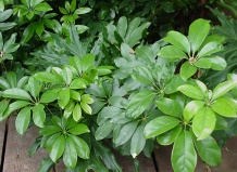 Выращивание шеффлеры внутри помещения