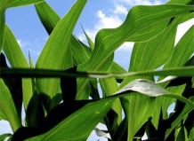 Биологи создали новый метод генных манипуляций