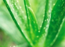 Зубы нужно чистить алоэ