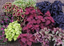 Как выращивать колеус в помещении