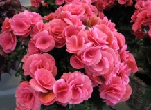 10 основных ошибок в контейнерном цветоводстве