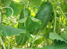 Почему мои огурцы горькие?