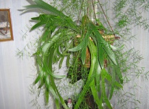 Оленерогий папоротник - платицериум