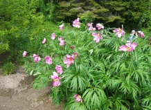 Тематические сады