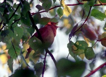 5 чувств в вашем саду. Часть I, звук в ландшафтном дизайне