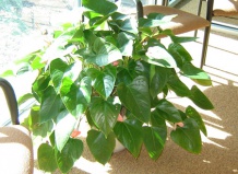 Комнатные растения и свет