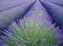 Лаванда: от высокогорных плантаций до балкона
