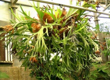 Эпифитное дерево