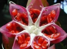 Лунный календарь для Вашего сада