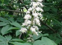 Снова цветут каштаны. Из истории киевских каштанов