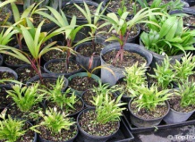 Секреты выращивания пальм