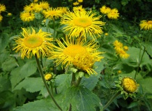 Многолетние гиганты