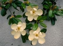 Оптовая продажа и доставка срезанных цветов 