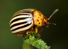 Средства борьбы с вредителем сада - колорадским жуком 
