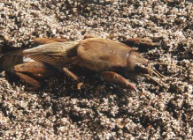 Борьба с личинками и насекомыми вредителя медведки - медведка на Ваш Сад