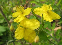 Чистотел - лекарство под ногами