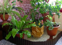 Энциклопедия комнатных растений: от декоративных до экзотических растений – комнатные растения на Ваш Сад