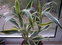 Выращивание драцены в домашних условиях