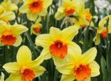 Посадка, уход и вращивание нарцисса