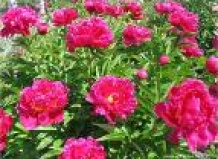 Пион – любимец Поднебесной - пионы на Ваш Сад