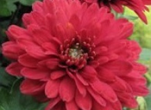 Этюды о хризантеме