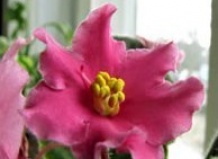 Сезонные работы в комнатном саду