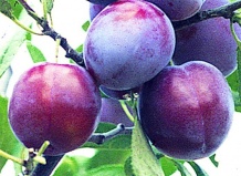 Выращивание различных сортов дерева сливы